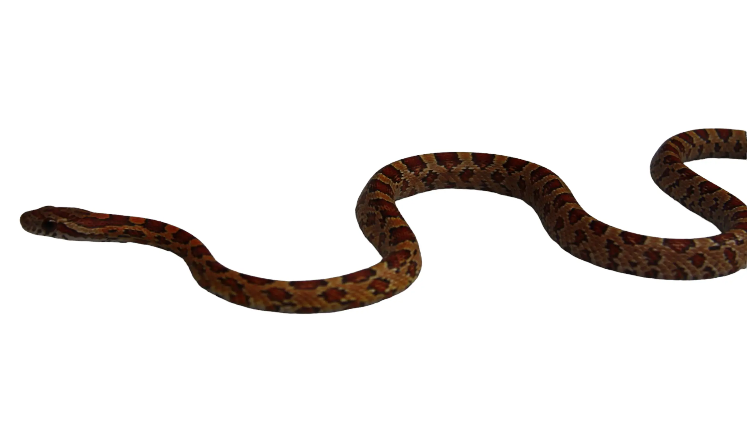 kornsnog unge (Pantherophis guttatus)